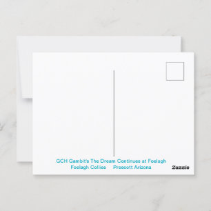 Portret van een ruige Sable Collie Briefkaart