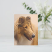 Portret van een ruige Sable Collie Briefkaart (Staand voorkant)