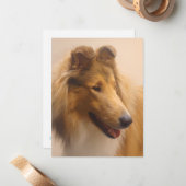 Portret van een ruige Sable Collie Notitiekaartje (Voorkant / Achterkant in situ)