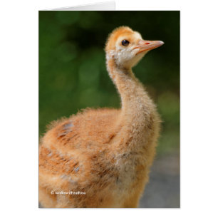 Portret van een Sandhill Crane Colt