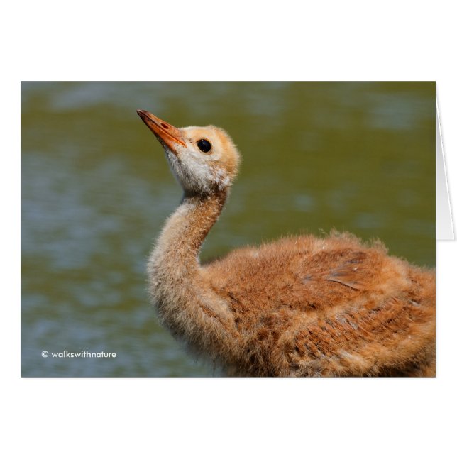 Portret van een Sandhill Crane Colt (Voorkant Horizontaal)