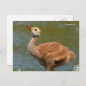 Portret van een Sandhill Crane Colt Briefkaart (Voorkant / Achterkant)