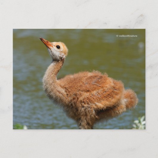 Portret van een Sandhill Crane Colt Briefkaart (Voorkant)