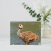Portret van een Sandhill Crane Colt Briefkaart (Staand voorkant)