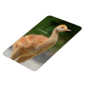 Portret van een Sandhill Crane Colt Magneet (Linkerzijde)