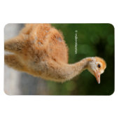 Portret van een Sandhill Crane Colt Magneet (Horizontaal)