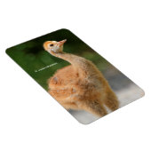 Portret van een Sandhill Crane Colt Magneet (Rechterzijde)