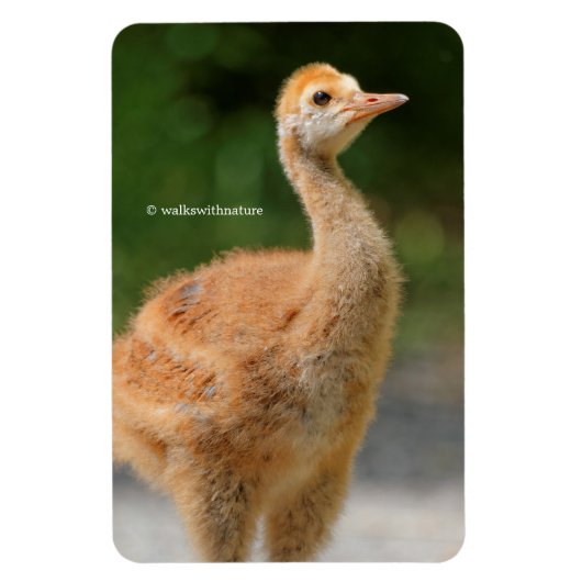 Portret van een Sandhill Crane Colt Magneet (Verticaal)