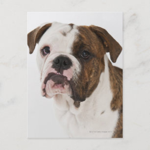 Portret van een schattige hond-pup briefkaart