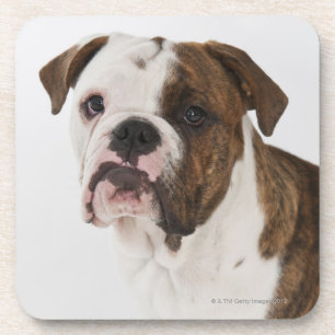 Portret van een schattige hond-pup drankjes onderzetter