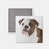 Portret van een schattige hond-pup magneet (Voorkant / Achterkant)