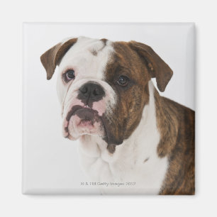 Portret van een schattige hond-pup magneet