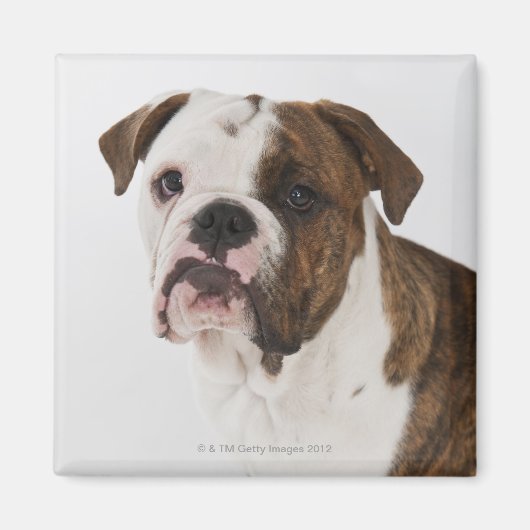 Portret van een schattige hond-pup magneet (Voorkant)