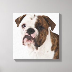 Portret van een schattige stierenhond canvas afdruk