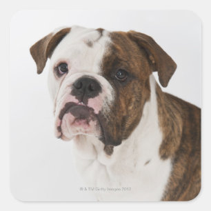 Portret van een schattige stierenhond vierkante sticker