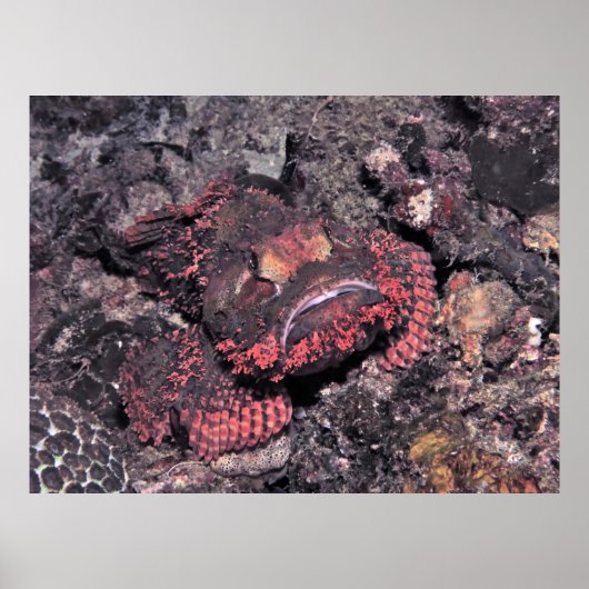 Portret van een Scorpionfish Poster (Voorkant)