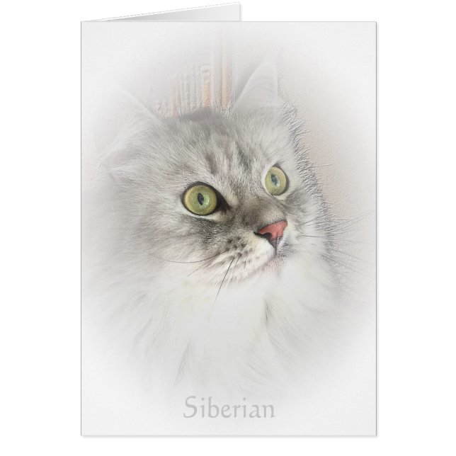 Portret van een Siberische kaart (Voorkant)