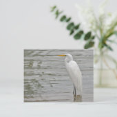 Portret van een Snowy Egret Briefkaart (Staand voorkant)