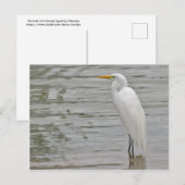 Portret van een Snowy Egret Briefkaart (Voorkant / Achterkant)