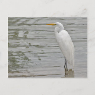 Portret van een Snowy Egret Briefkaart