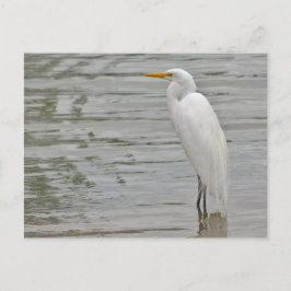 Portret van een Snowy Egret Briefkaart