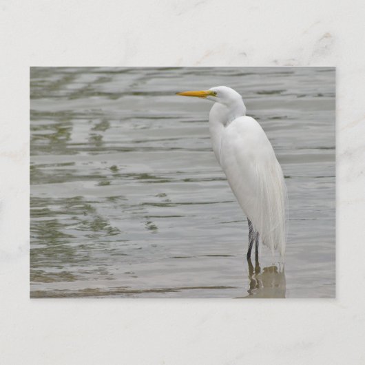 Portret van een Snowy Egret Briefkaart (Voorkant)
