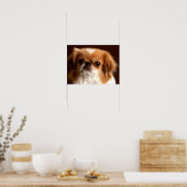 Portret van een Spaanse hond Poster (Keuken)