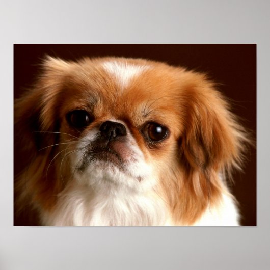 Portret van een Spaanse hond Poster (Voorkant)