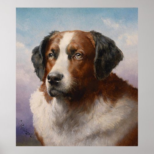 Portret van een St. Bernhard Dog_GA - Poster (Voorkant)