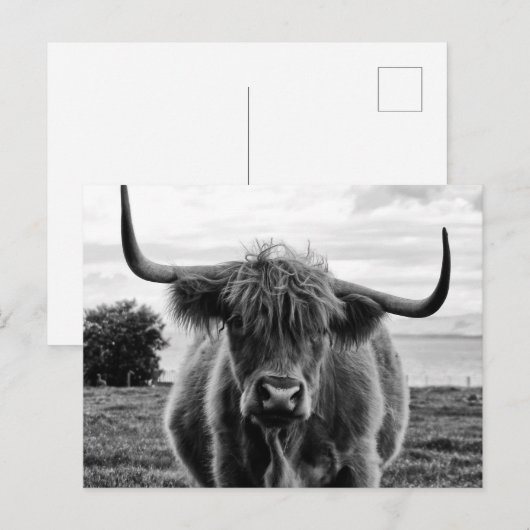 Portret van een stier briefkaart (Voorkant / Achterkant)