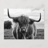 Portret van een stier briefkaart (Voorkant)