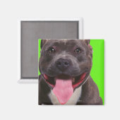 portret van een stierenhond magneet (Voorkant / Achterkant)