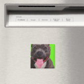 portret van een stierenhond magneet (Insitu (Vaatwasser))
