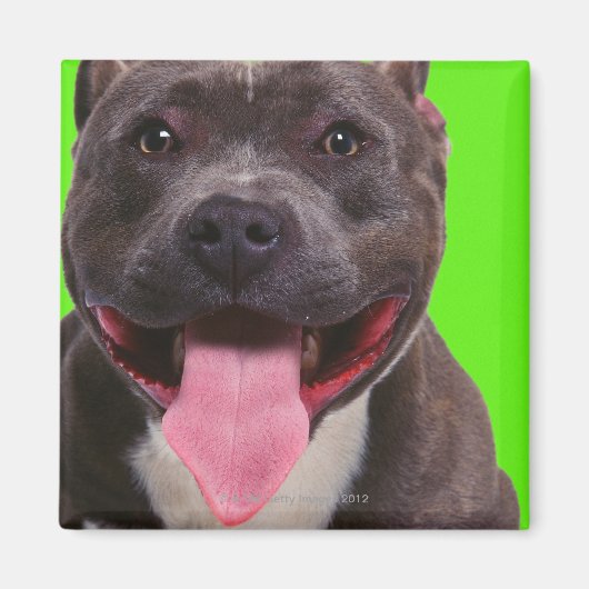 portret van een stierenhond magneet (Voorkant)