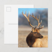 Portret van een Stunning Bull Elk Briefkaart (Voorkant / Achterkant)