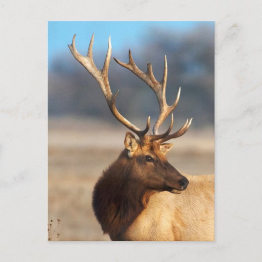 Portret van een Stunning Bull Elk Briefkaart (Voorkant)