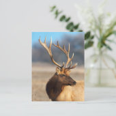 Portret van een Stunning Bull Elk Briefkaart (Staand voorkant)