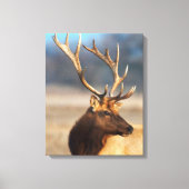 Portret van een Stunning Bull Elk Canvas Afdruk (Voorkant)