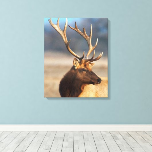 Portret van een Stunning Bull Elk Canvas Afdruk (Insitu (Houten vloer))