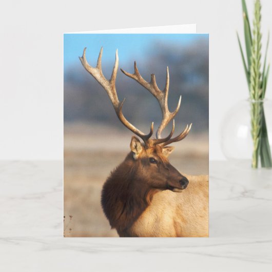 Portret van een Stunning Bull Elk Kaart (Voorkant)