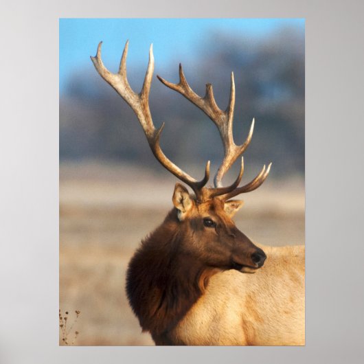 Portret van een Stunning Bull Elk Poster (Voorkant)