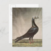 Portret van een trekkerduif briefkaart (Voorkant / Achterkant)