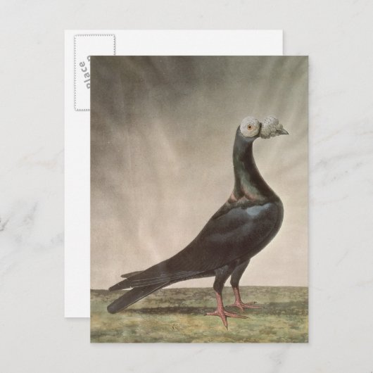 Portret van een trekkerduif briefkaart (Voorkant / Achterkant)