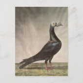 Portret van een trekkerduif briefkaart (Voorkant)