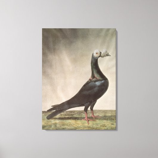 Portret van een trekkerduif canvas afdruk (Voorkant)
