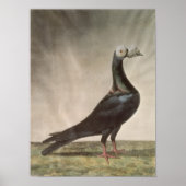 Portret van een trekkerduif poster (Voorkant)