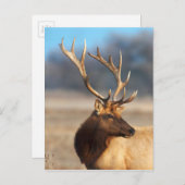 Portret van een verbluffende stier elelk briefkaart (Voorkant / Achterkant)