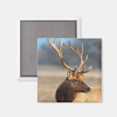 Portret van een verbluffende stier elelk magneet (Voorkant / Achterkant)