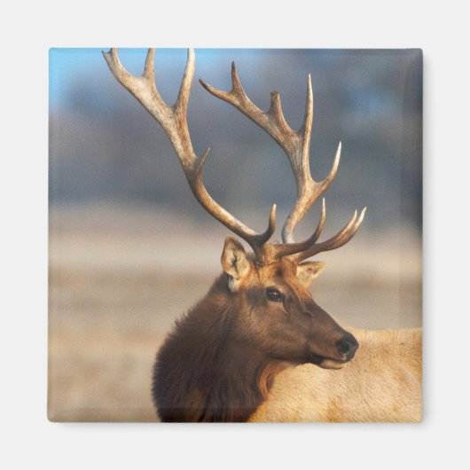 Portret van een verbluffende stier elelk magneet (Voorkant)
