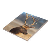 Portret van een verbluffende stier elelk tegeltje (Zijkant)